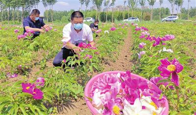 引种药用牡丹、芍药等花卉已初具规模
