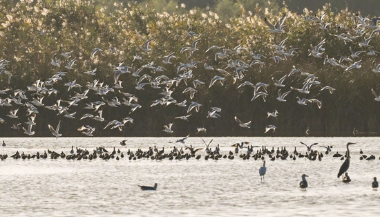 在七里海湿地自然保护区，大量鸟儿在水面栖息。新华社记者 孙凡越 摄