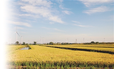 记者从滨海新区农业农村委获悉，今年滨海新区水稻亩产量有望达到700公斤
