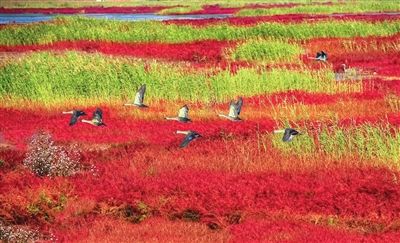 大力实施“871”重大生态工程,以875平方公里湿地自然保护区、736平方公里绿色生态屏障、153公里海岸线保护和治理成效,守好“京津绿肺”。图为天津市滨海新区北大港湿地。