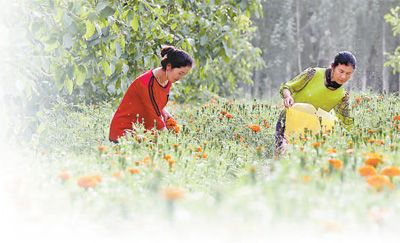 于田县先拜巴扎镇良种场村村民在采摘万寿菊。许晓龙摄(人民视觉)