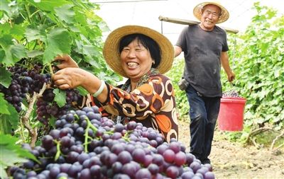 东丽区胡张庄村股份经济合作社的葡萄园里，一串串红玛瑙、绿玛瑙、紫玛瑙缀满枝头，忙着采摘的村居满脸喜悦。