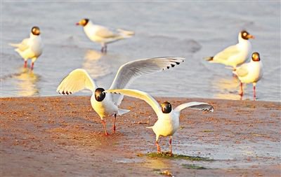 栖息地生态向好 旗舰物种频现身 天津滨海滩涂成为遗鸥越冬“养生”地