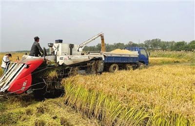 太平村水稻丰收。