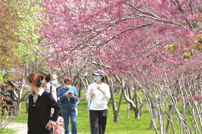 市民在揽春园赏花