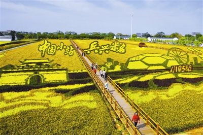 市民游客在津南区小站镇会馆村观赏稻田画。金立冬摄