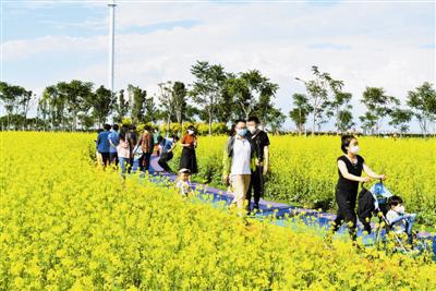 七彩花田的油菜花为空港铺上金色花毯，吸引市民前来赏玩。