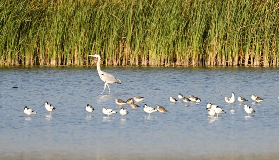 在天津市宁河区七里海湿地自然保护区，候鸟在水面上栖息。新华社记者 孙凡越 摄