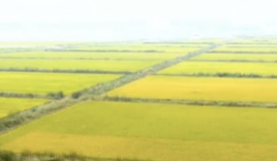 (图一:小辛码头村水稻种植地远景)