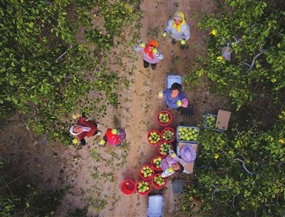 静海区良王庄乡罗阁庄村2800亩梨园喜获丰收，雨露香、红香酥等品种开始陆续采摘上市。
