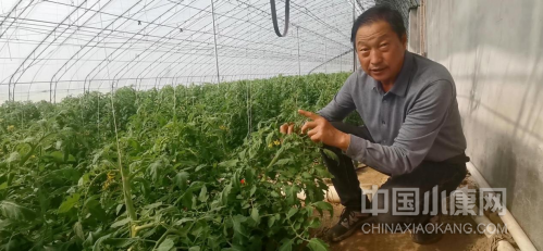 邢万祥正在给结出的西红柿掐尖“焖顶”。