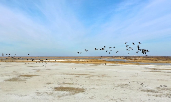 2023年2月1日拍摄的天津北大港湿地自然保护区一景（无人机照片）。新华社记者 赵子硕 摄