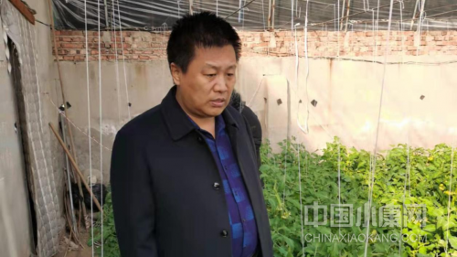 李际涛走访种植户,了解西红柿产销情况。