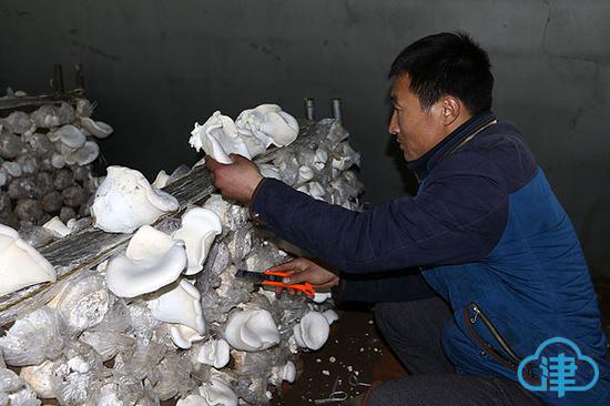 采摘白灵菇