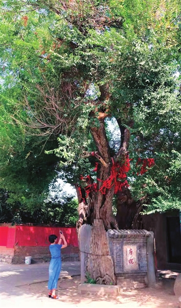 这棵树叫唐槐，又称槐抱榆。1000多年的槐树树干里还长着一棵600多年的榆树，位于蓟州区穿芳峪镇。