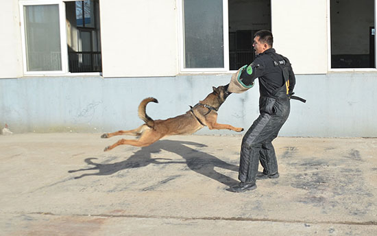 警犬进行扑咬目标科目训练。