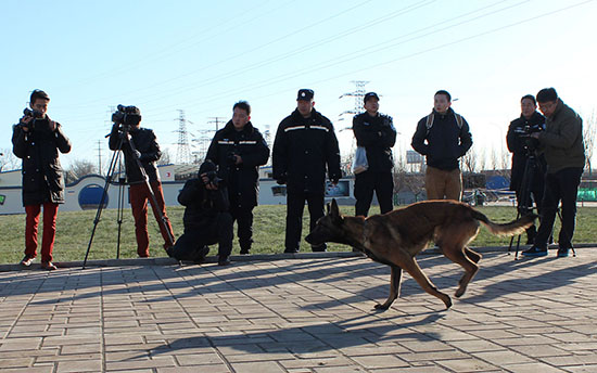 天津公安特警总队警犬大队的警犬飞奔前进。