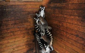 寒潮来袭 小动物各尽其能御寒过冬