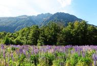 新西兰 当鲁冰花开满山野的时候