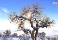 寒潮暴雪中的古尔图胡杨