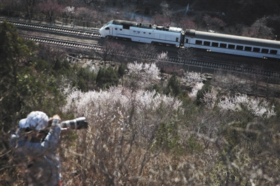  居庸关花海 封入口之后:有人看守 仍有人绕道拍