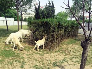 津老汉万柳村大街任性放羊 草地无辜遭殃