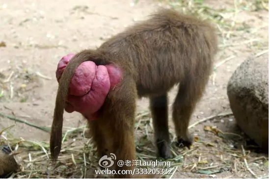 天津动物园的猴屁股为什么变红了?看图片前请