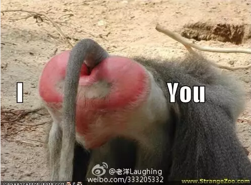 天津动物园的猴屁股为什么变红了?看图片前请