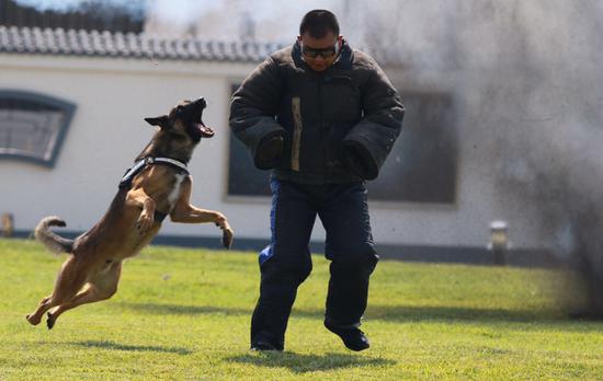 警犬训练展示