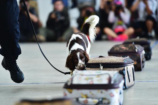 警犬训练展示