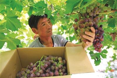 茶淀葡萄成为新区农业的“名片” 记者 贾成龙 摄