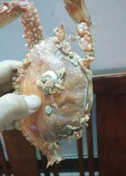 煮熟了是这样的