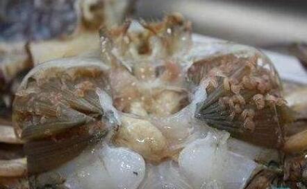 当附着于螃蟹身上时是这样的