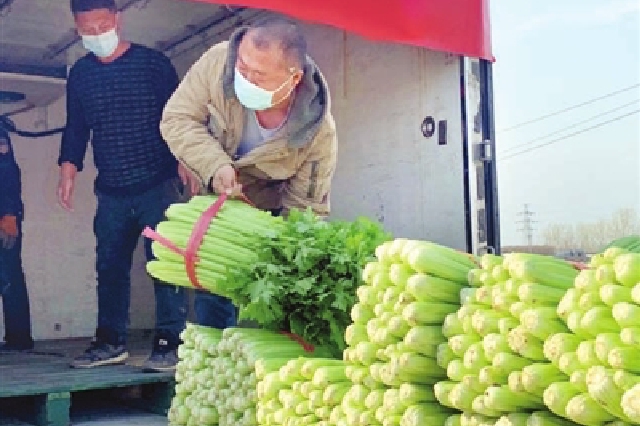 天津批發市場、菜市場“應開盡開” 累計日均蔬菜出貨量在1萬