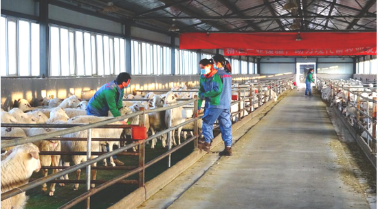  天津食品集团援疆干部和当地员工春节期间坚守岗位，看护1.8万只种羊，接生羔羊并服务养羊贫困户