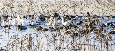 强冷空气昨天来袭津城，本市气温骤降，在蓟州区青甸洼湿地由于降温河水迅速大面积结冰，尚未南迁的上千只绿头鸭等候鸟与当地的家鹅“抱团取暖”，成为冬日里有趣的景象。
