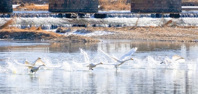 随着春天的到来，越来越多的天鹅飞抵翠屏湖等湿地，成为津城春日一道靓丽景观。新报记者 钱进 通讯员 蔡志秀 摄