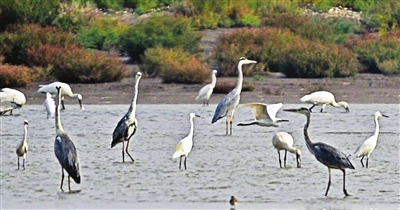 滨海新区八卦滩的苍鹭、白鹭、大白鹭、白琵鹭等鸟类越来越多。