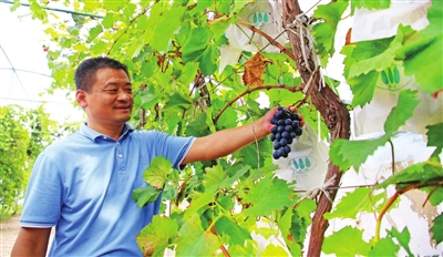 天津市曙春蔬果产销合作社生产的葡萄产品。