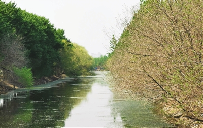 大沽排水河两岸绿树成排