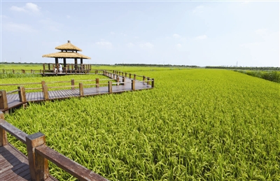 图片由津南区网信办提供