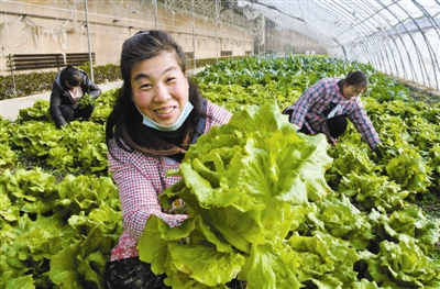 图为农民在温暖的大棚内采摘蔬菜。