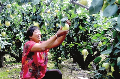 抢抓时节采摘丰收的皇冠梨 本报记者 刘玉祥 通讯员 宋琨 摄