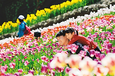近日,湖南张家界老道湾景区约50万株郁金香绽放,图为踏青游客赏花游玩。吴勇兵摄(新华社发)
