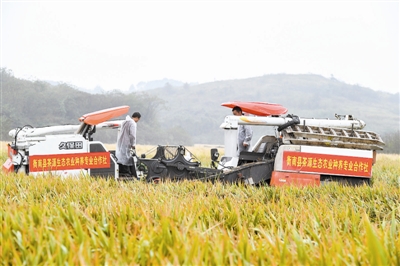 11月2日，在第三代杂交水稻“叁优一号”衡南试验示范基地一块被抽取测产的示范田里，工作人员进行机械化收割。