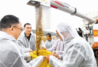 11月2日,在第三代杂交水稻“叁优一号”衡南试验示范基地,工作人员将稻谷装袋。