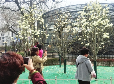 连日来,我市气温持续升高,人民公园内的白玉兰盛开,吸引不少市民观赏拍照。