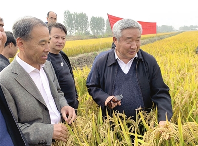 15日中国工程院院士陈温福(右)和天津原种场育种专家于福安(左)在查看“津原89”丰收稻田。