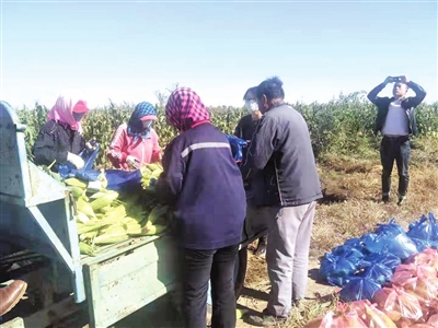 东湾河村村民在采摘帮扶组帮忙引进的新作物鲜食玉米