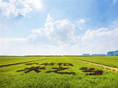 津南区小站稻原生核心种植区。